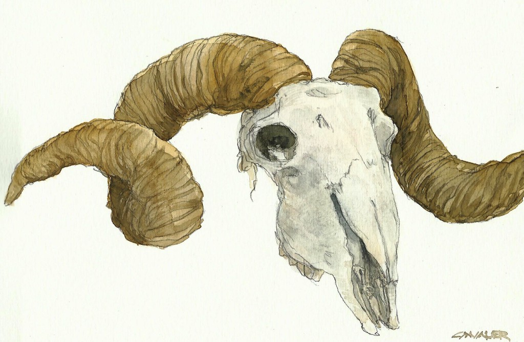 Sketchy Skull