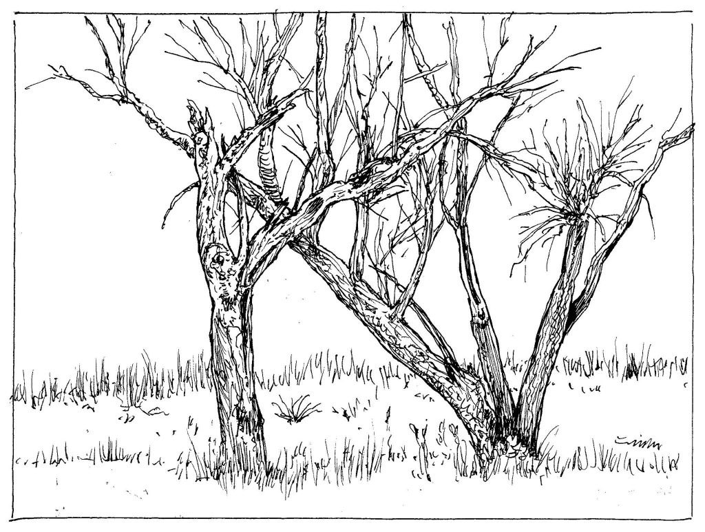Inktober 24, Day 14
